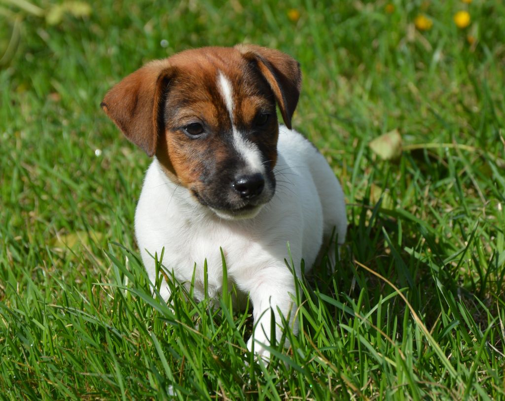 Des Terriers Du Large - Chiots disponibles - Jack Russell Terrier