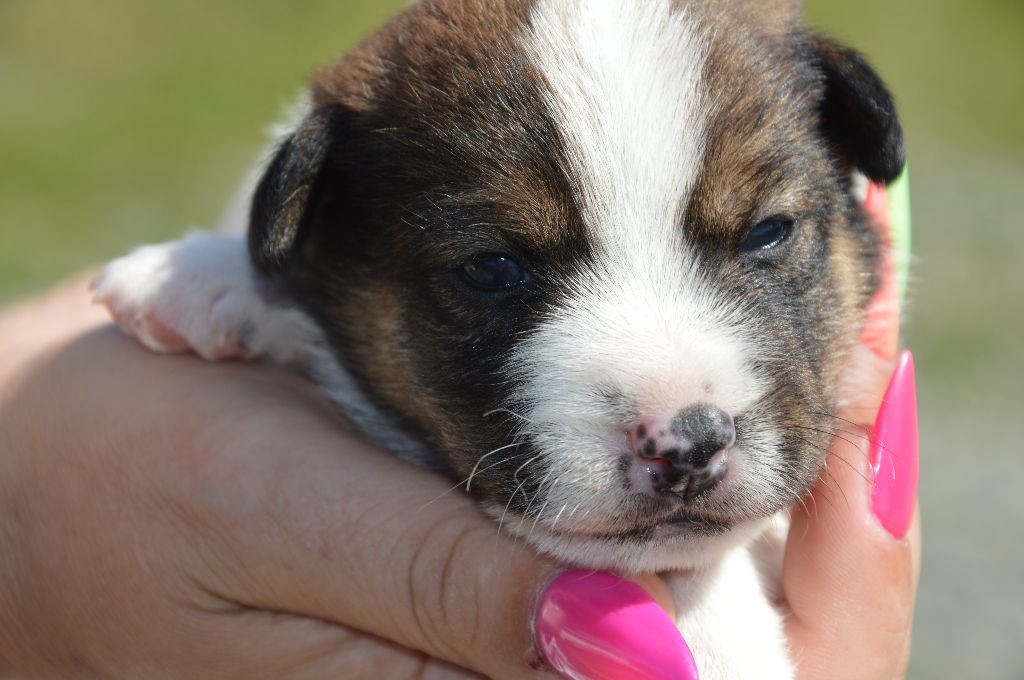 Des Terriers Du Large - Chiots disponibles - Jack Russell Terrier