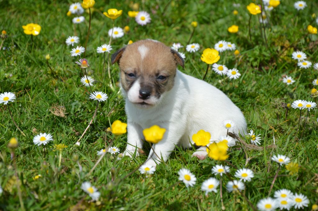 Des Terriers Du Large - Chiots disponibles - Jack Russell Terrier