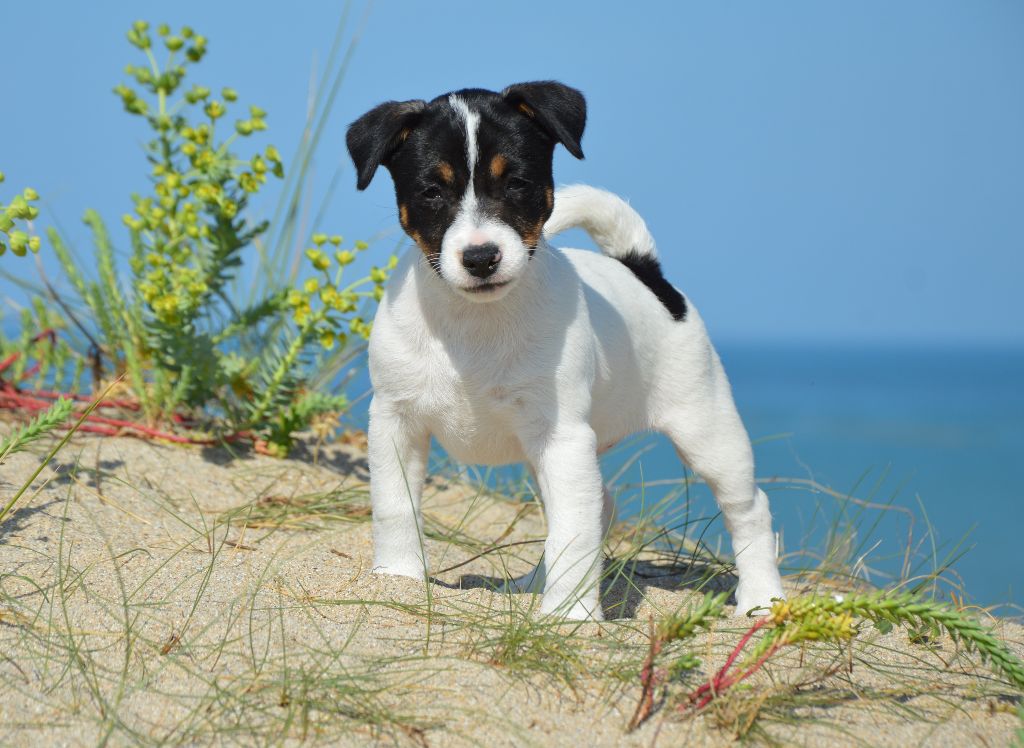 Des Terriers Du Large - Chiots disponibles - Jack Russell Terrier