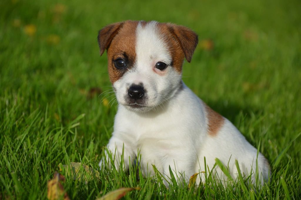 Des Terriers Du Large - Chiots disponibles - Jack Russell Terrier