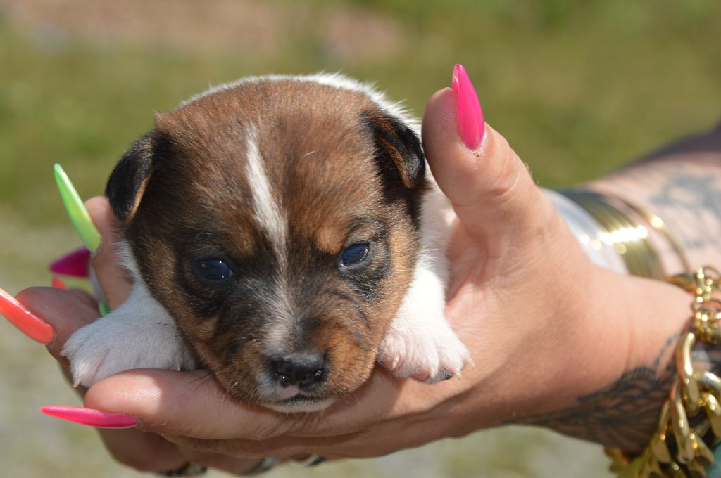 Des Terriers Du Large - Chiots disponibles - Jack Russell Terrier