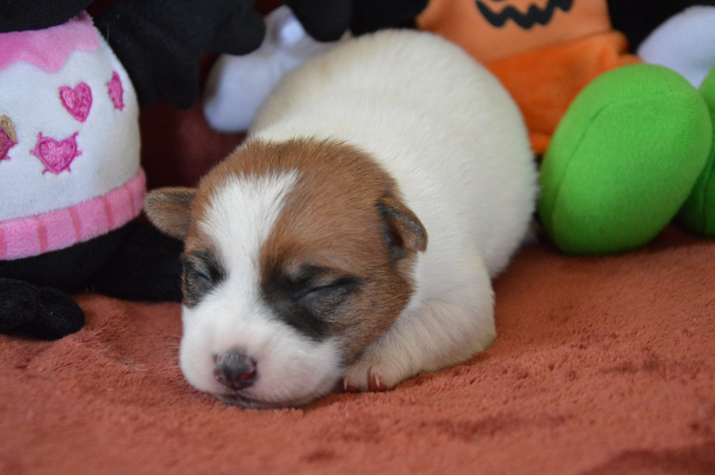 Des Terriers Du Large - Chiots disponibles - Jack Russell Terrier