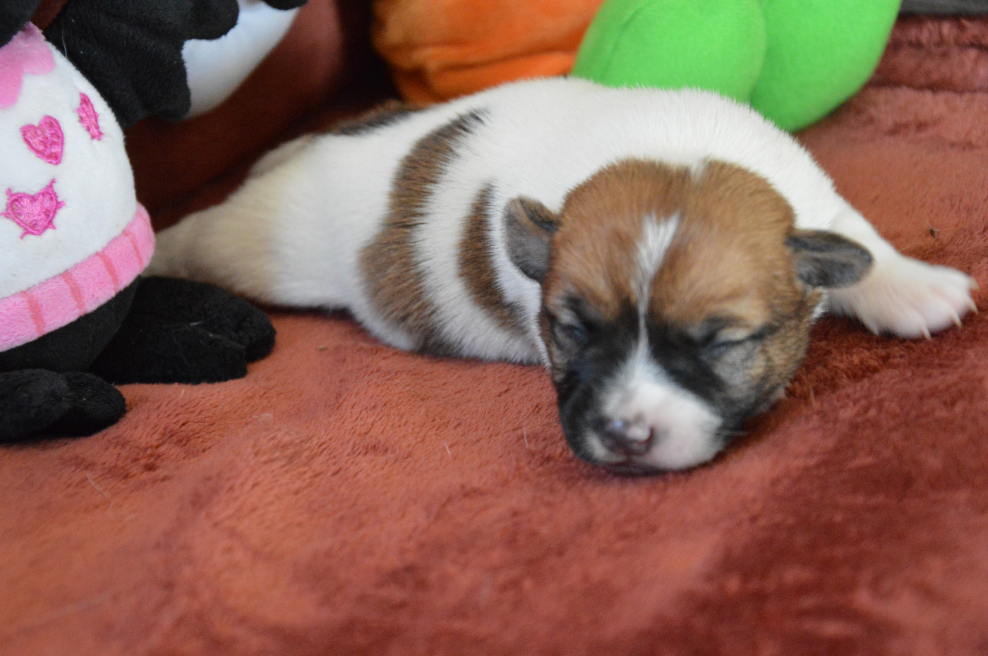 Des Terriers Du Large - Chiots disponibles - Jack Russell Terrier