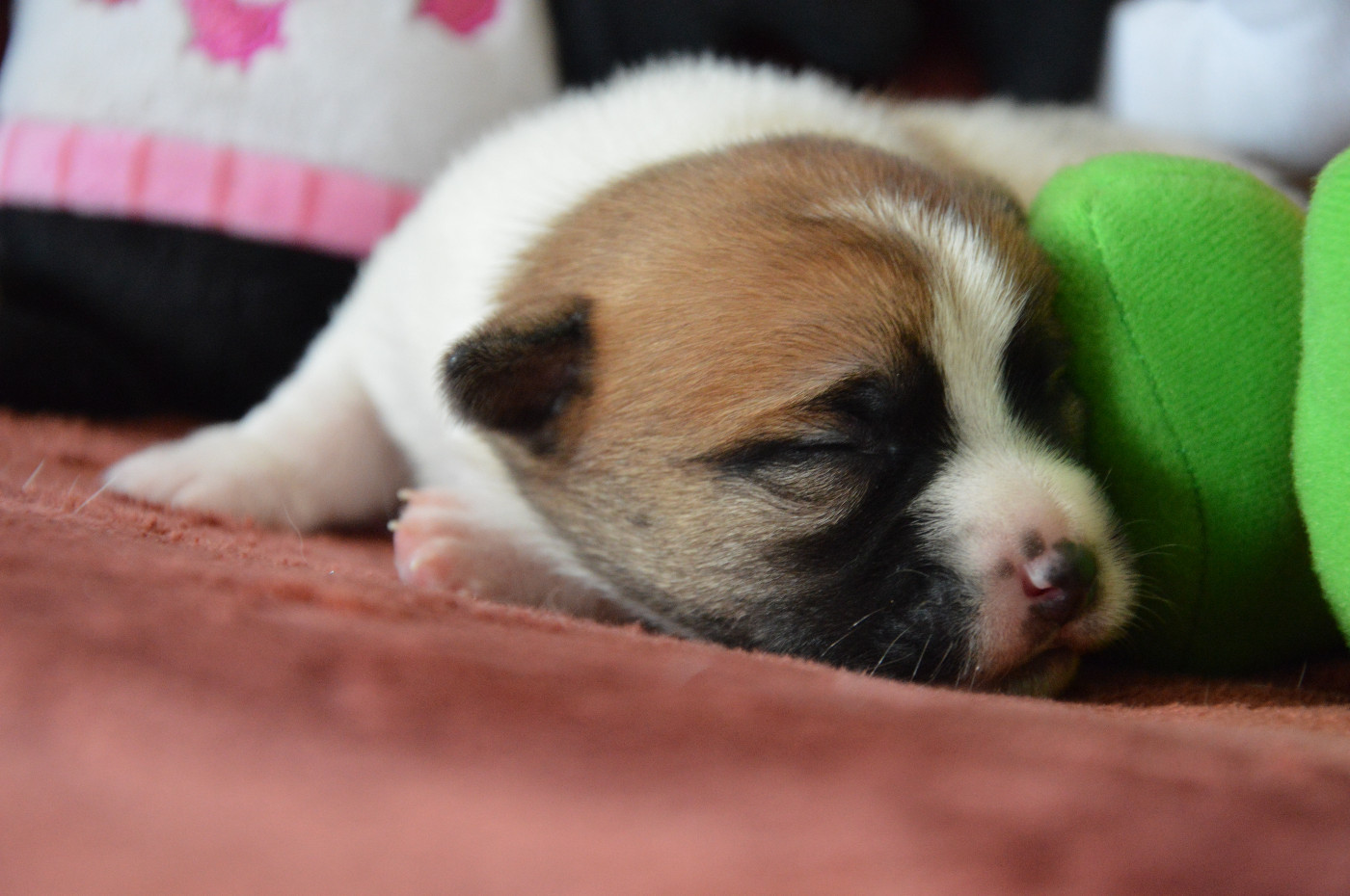 Des Terriers Du Large - Chiots disponibles - Jack Russell Terrier