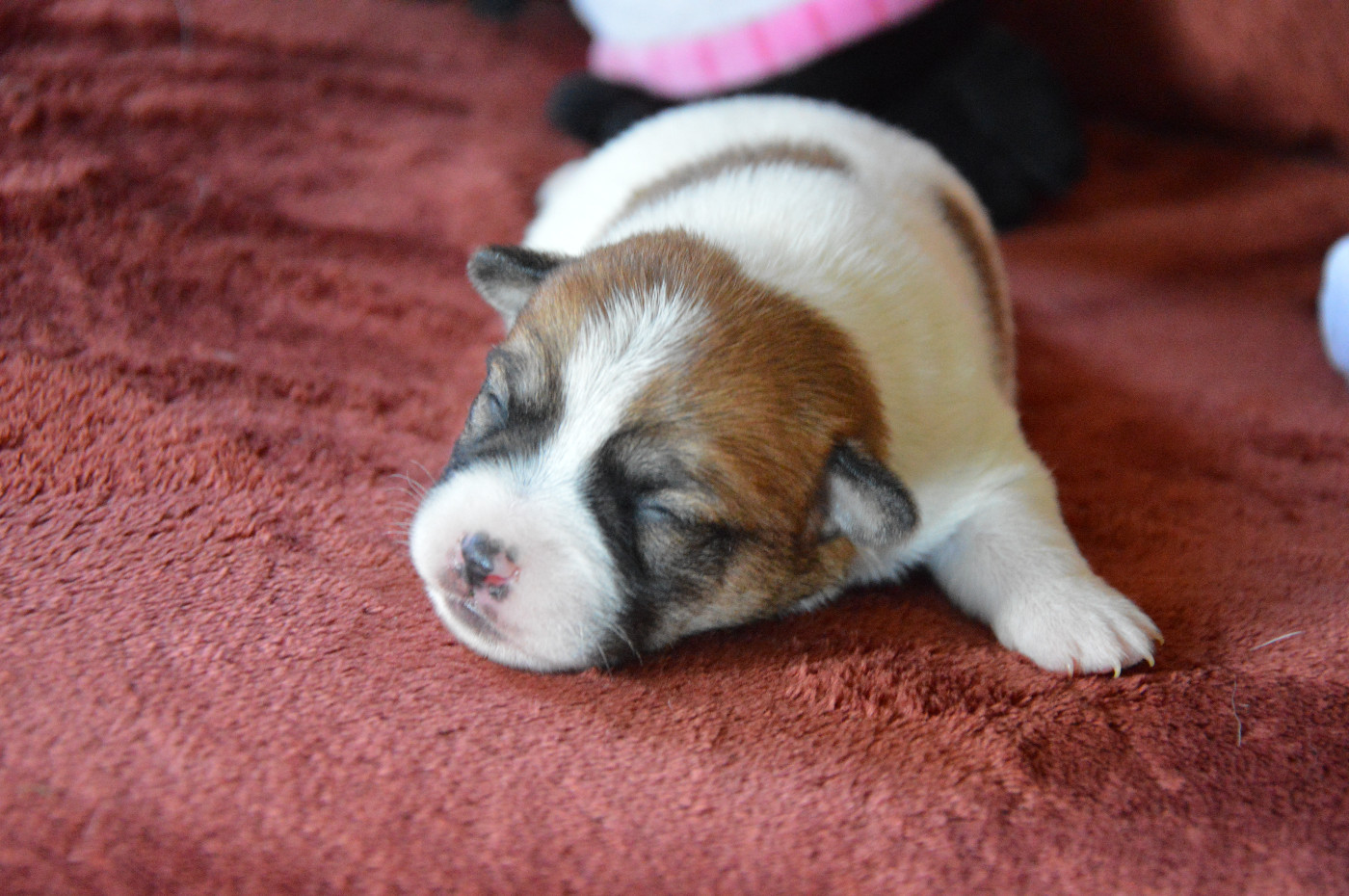 Des Terriers Du Large - Chiots disponibles - Jack Russell Terrier
