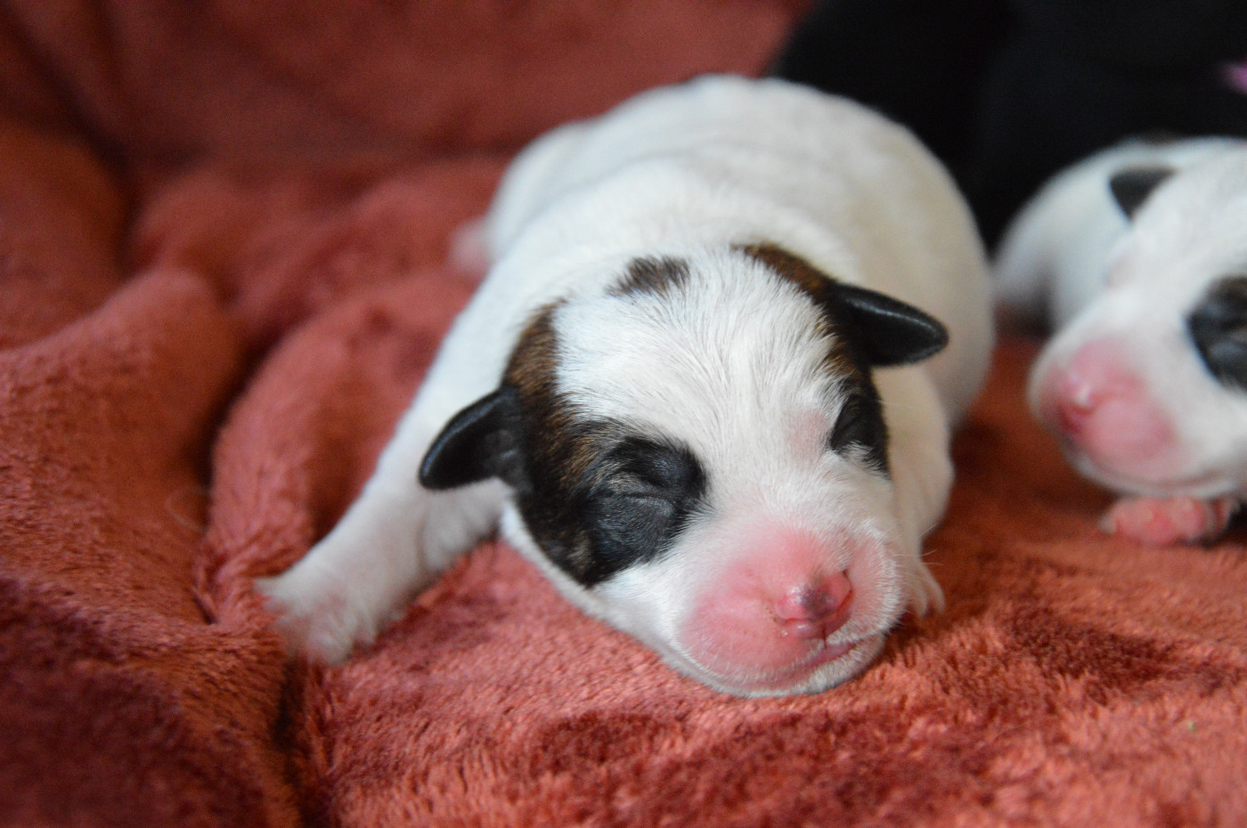 Des Terriers Du Large - Chiots disponibles - Jack Russell Terrier