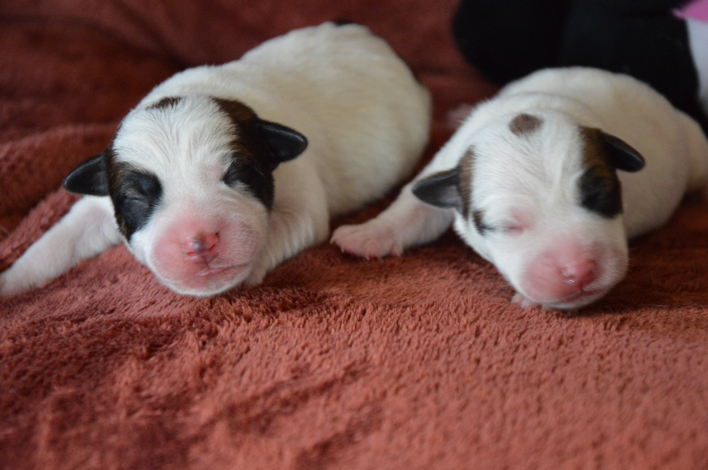 Chiot Jack Russell Terrier Des Terriers Du Large