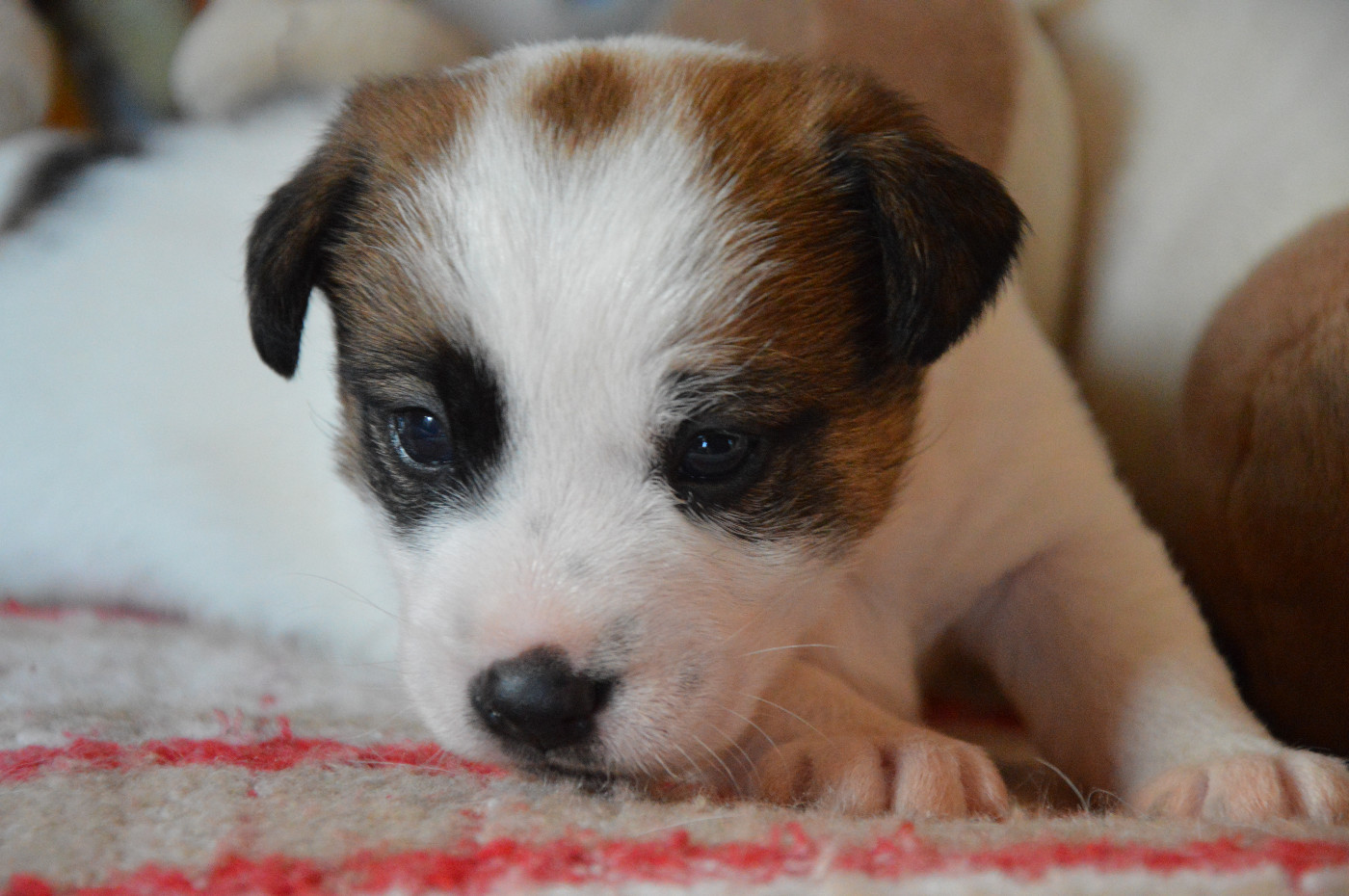Des Terriers Du Large - Chiots disponibles - Jack Russell Terrier