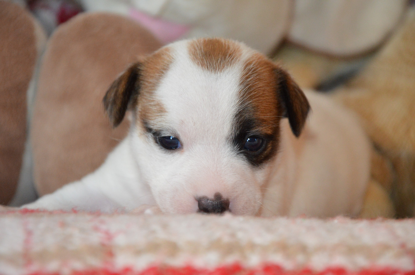 Des Terriers Du Large - Chiots disponibles - Jack Russell Terrier