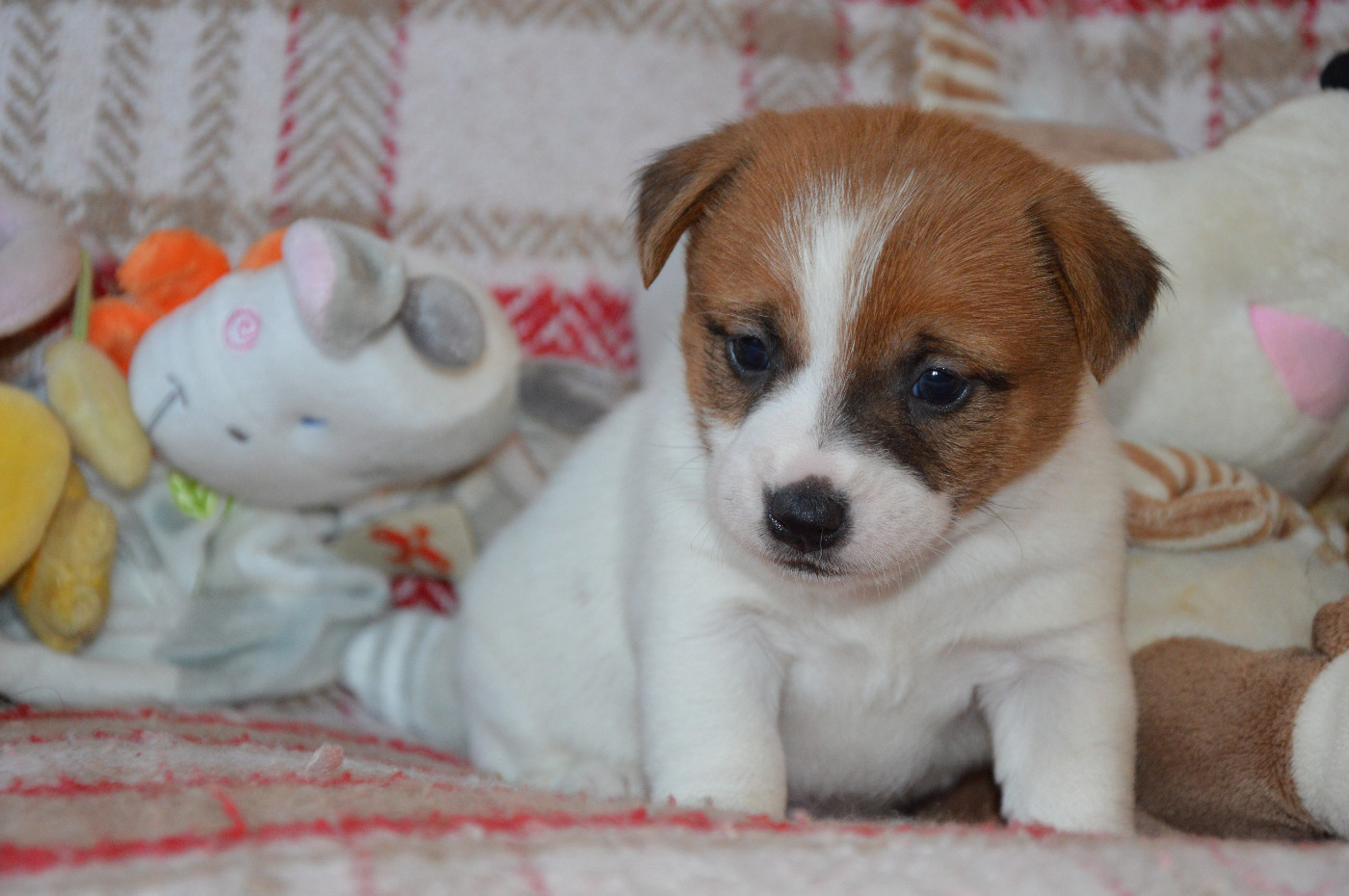 Des Terriers Du Large - Chiots disponibles - Jack Russell Terrier