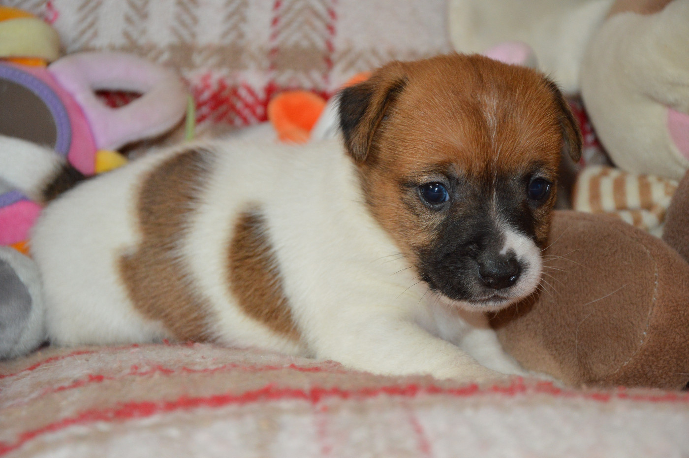 Des Terriers Du Large - Chiots disponibles - Jack Russell Terrier