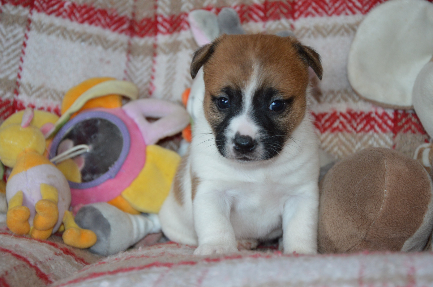 Des Terriers Du Large - Chiots disponibles - Jack Russell Terrier