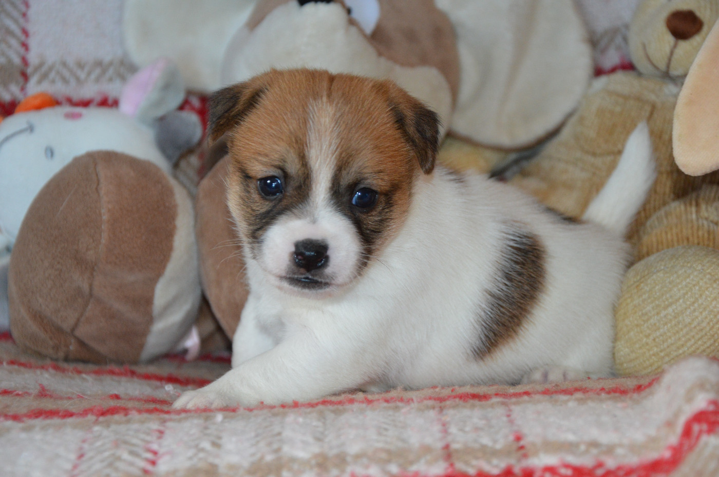 Des Terriers Du Large - Chiots disponibles - Jack Russell Terrier