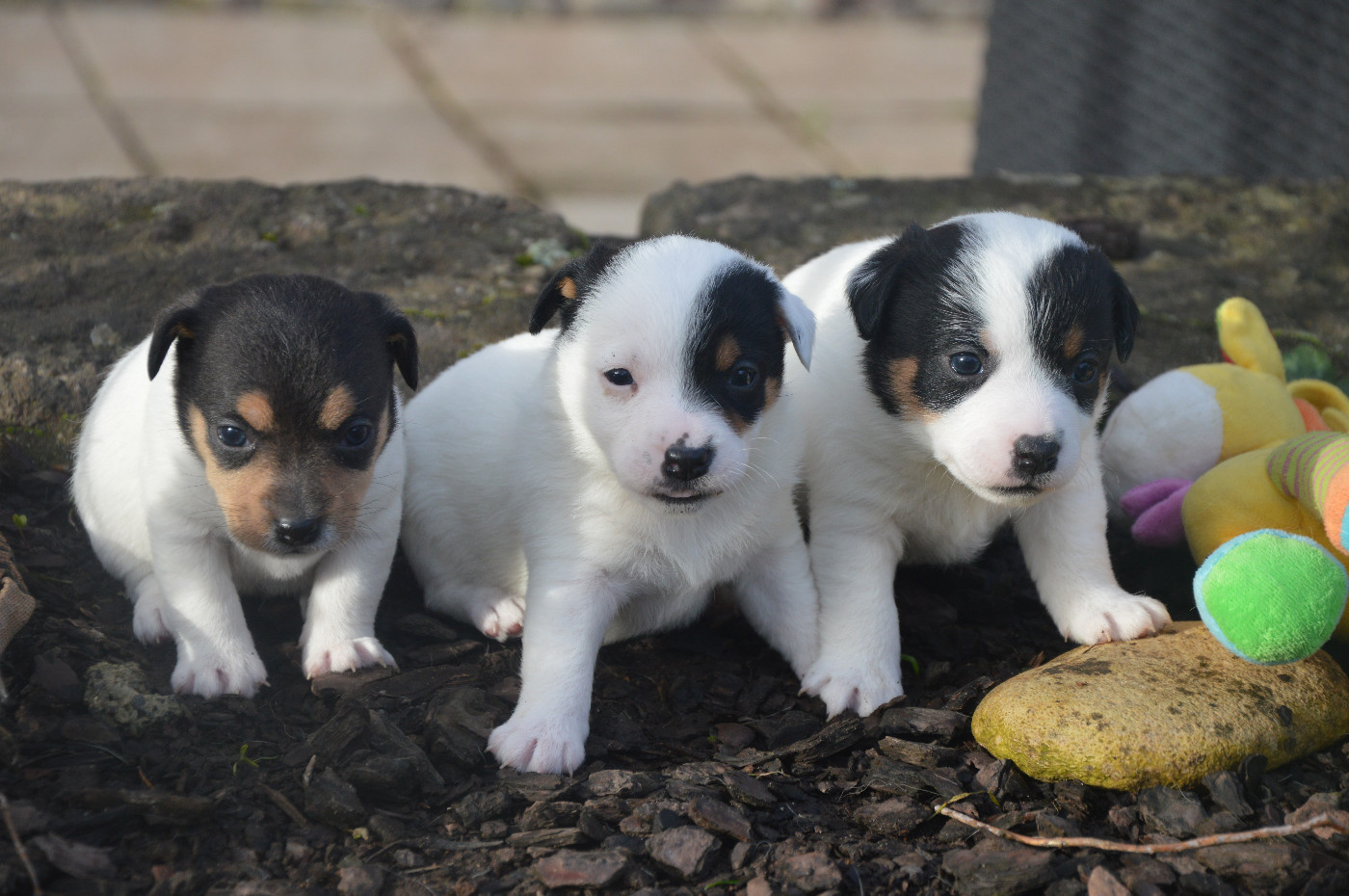 Des Terriers Du Large - Jack Russell Terrier - Portée née le 21/12/2025