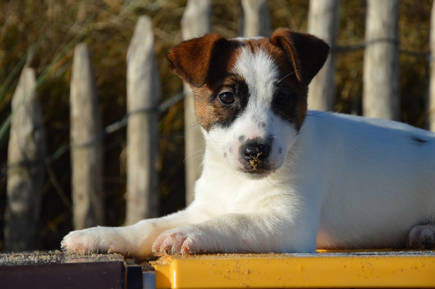 Des Terriers Du Large - Chiots disponibles - Jack Russell Terrier