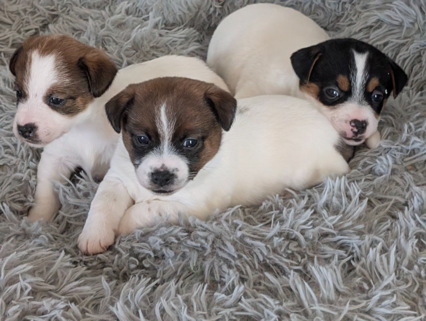 Des Terriers Du Large - Chiots disponibles - Jack Russell Terrier