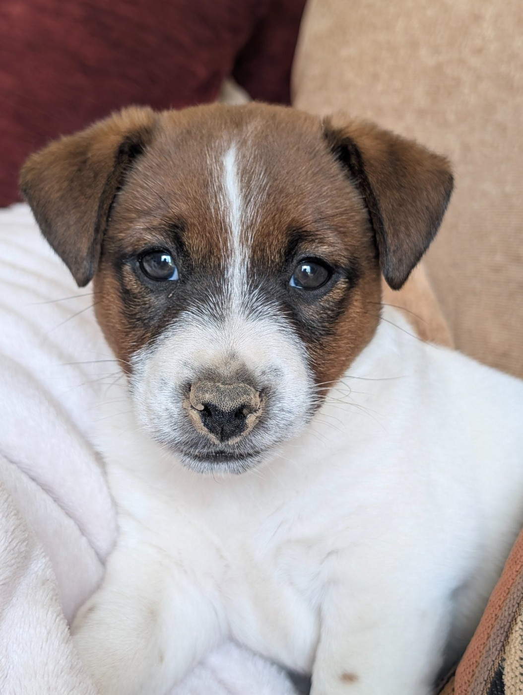Des Terriers Du Large - Jack Russell Terrier - Portée née le 09/03/2026