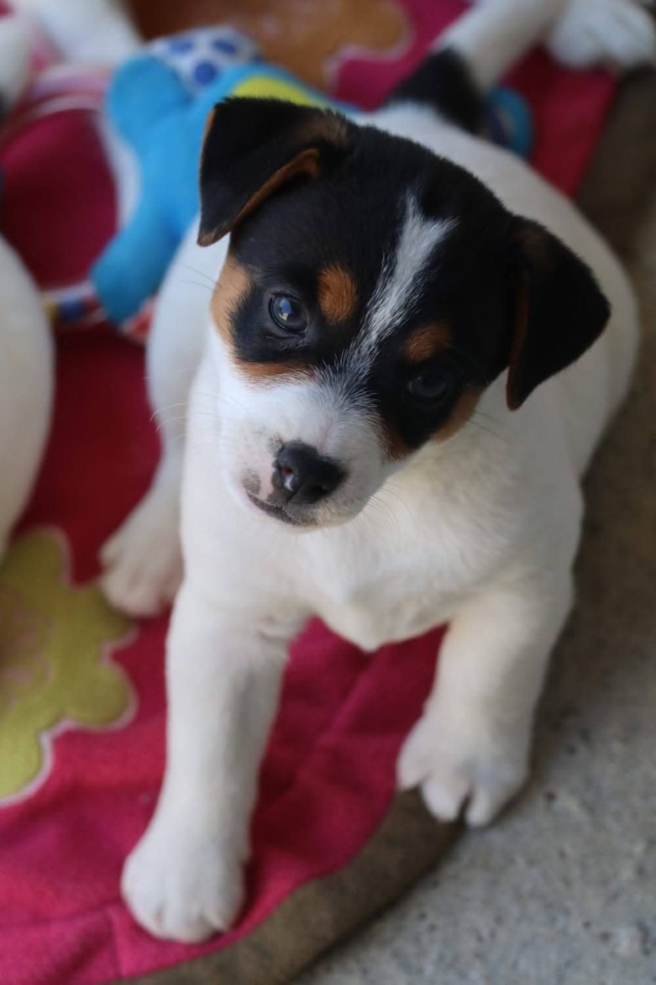 Des Terriers Du Large - Chiots disponibles - Jack Russell Terrier