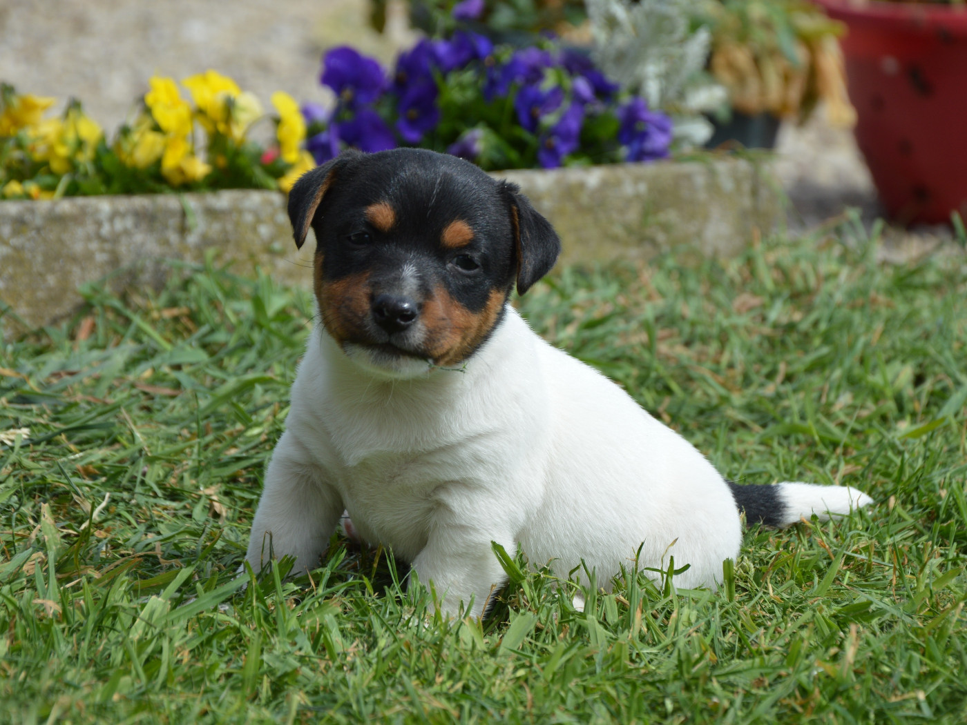 Des Terriers Du Large - Chiots disponibles - Jack Russell Terrier