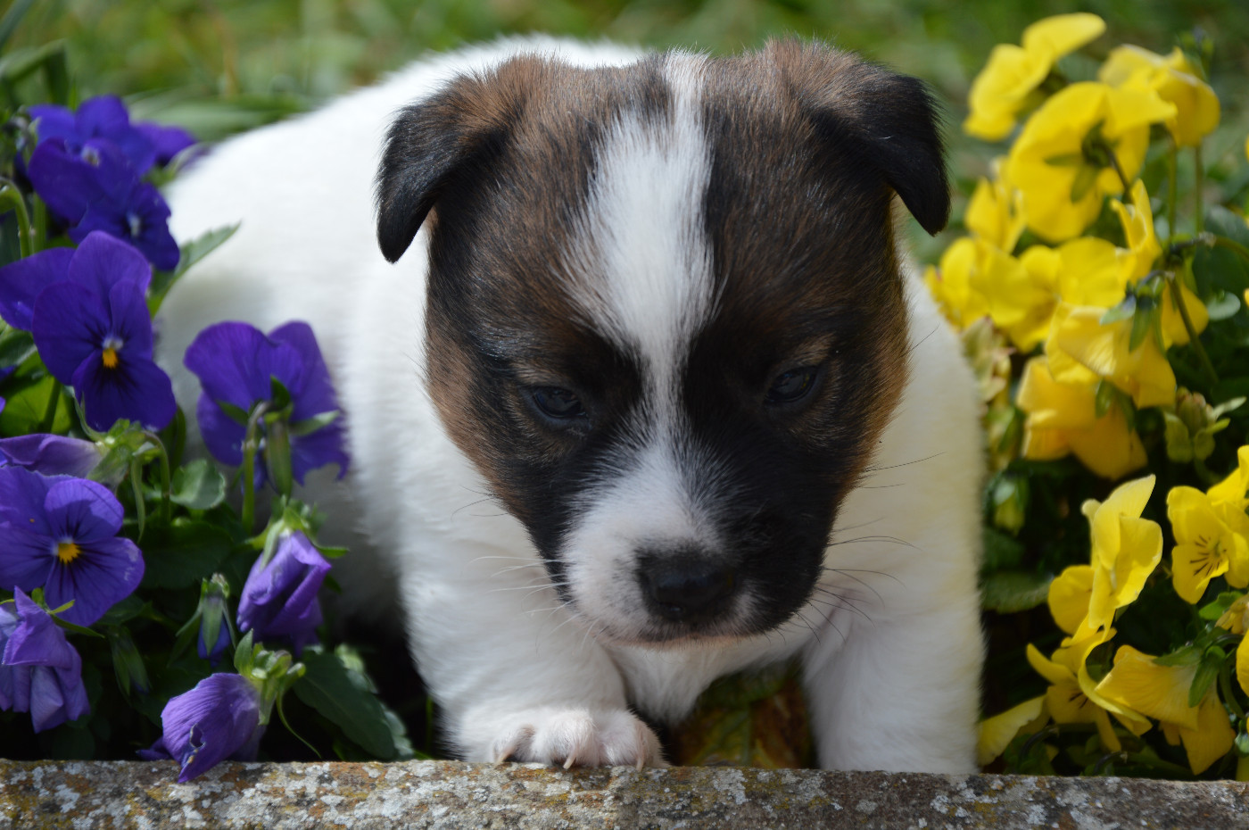 Des Terriers Du Large - Chiots disponibles - Jack Russell Terrier
