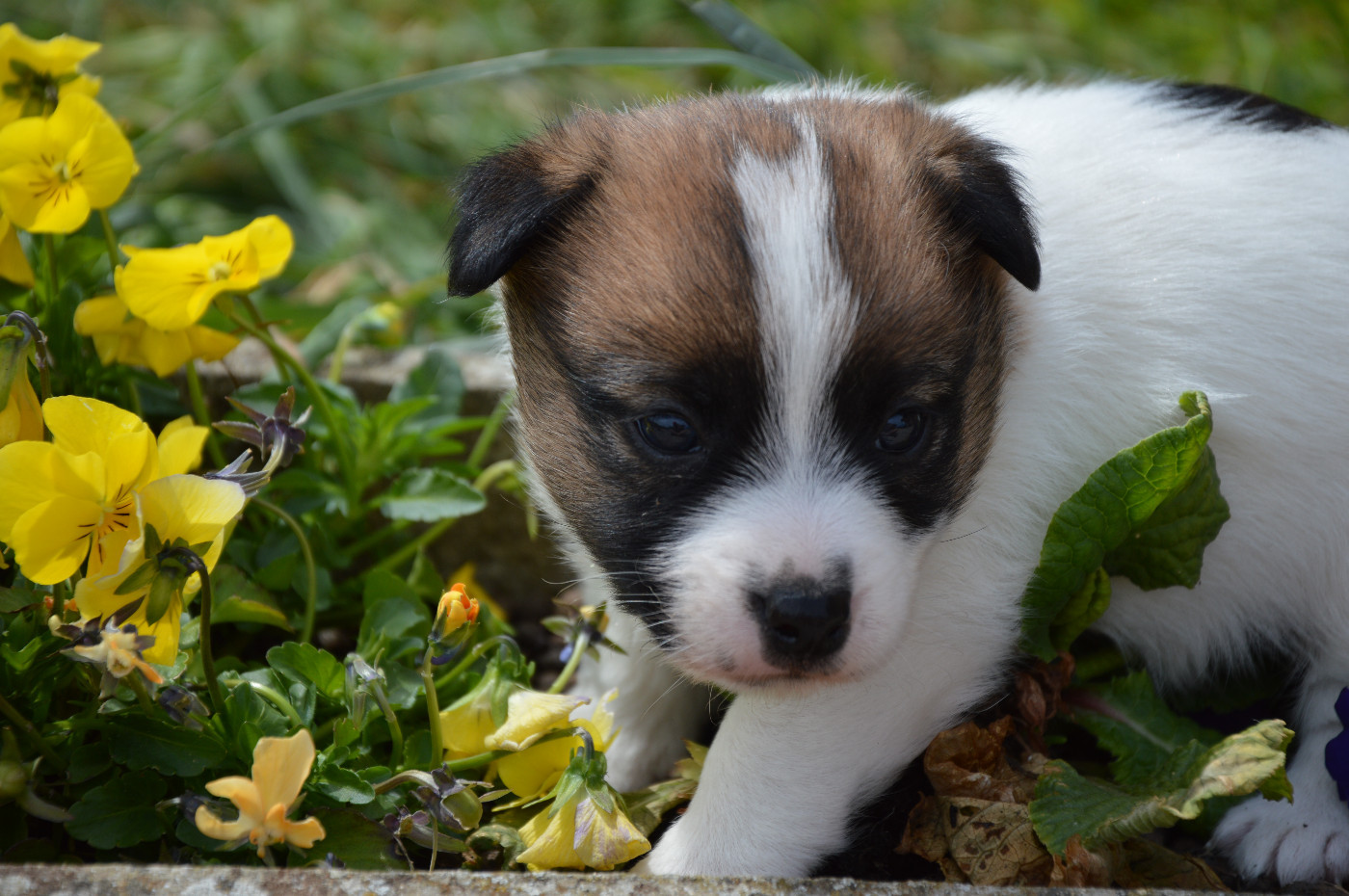 Des Terriers Du Large - Chiots disponibles - Jack Russell Terrier