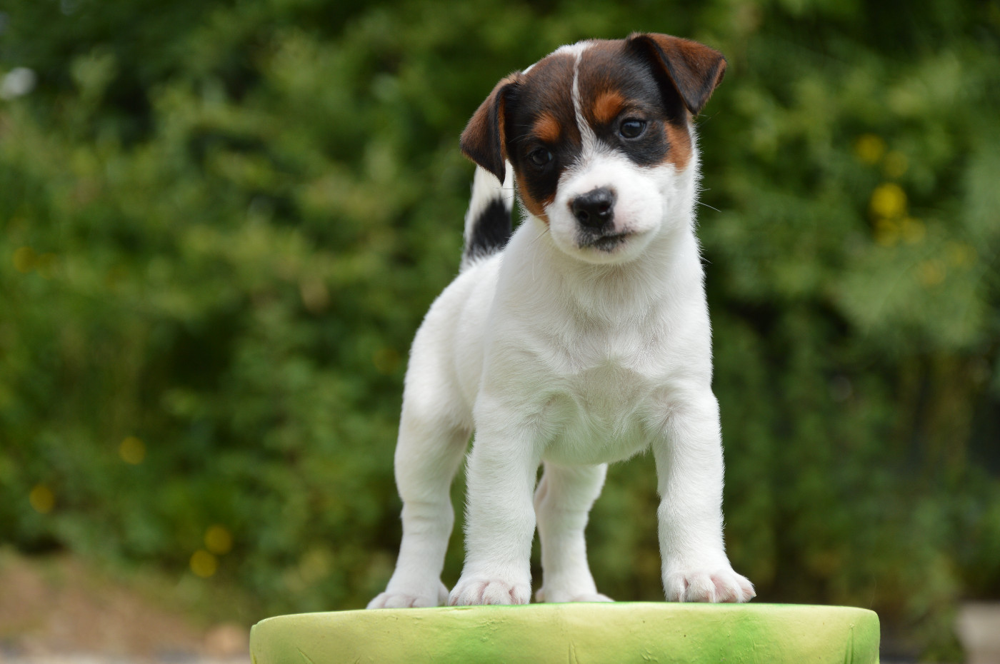 Des Terriers Du Large - Chiots disponibles - Jack Russell Terrier