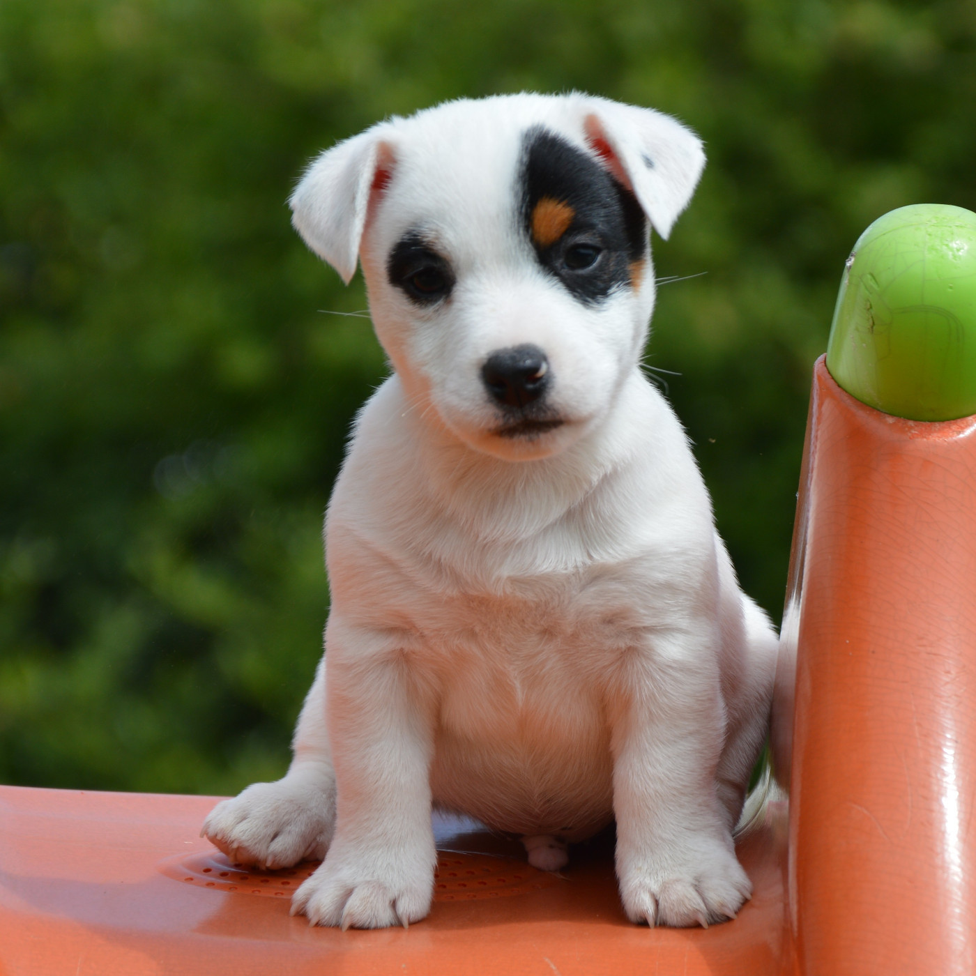 Des Terriers Du Large - Chiots disponibles - Jack Russell Terrier