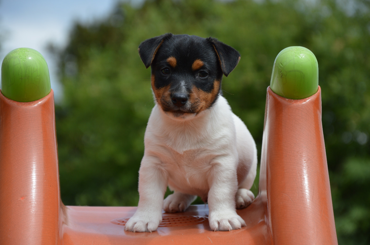 Des Terriers Du Large - Chiots disponibles - Jack Russell Terrier