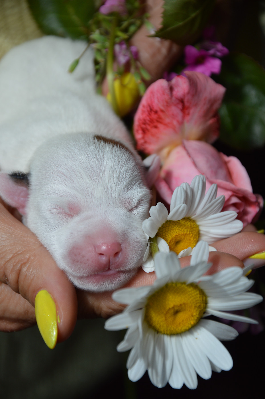 Des Terriers Du Large - Chiots disponibles - Jack Russell Terrier