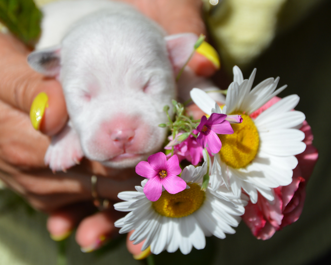 Des Terriers Du Large - Chiots disponibles - Jack Russell Terrier