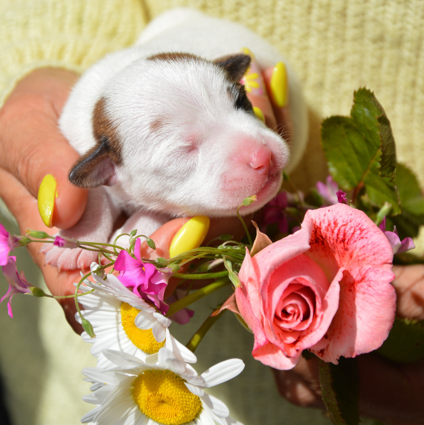 Des Terriers Du Large - Chiots disponibles - Jack Russell Terrier