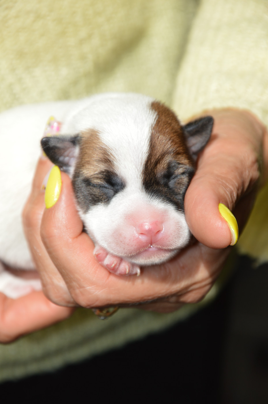Des Terriers Du Large - Chiots disponibles - Jack Russell Terrier