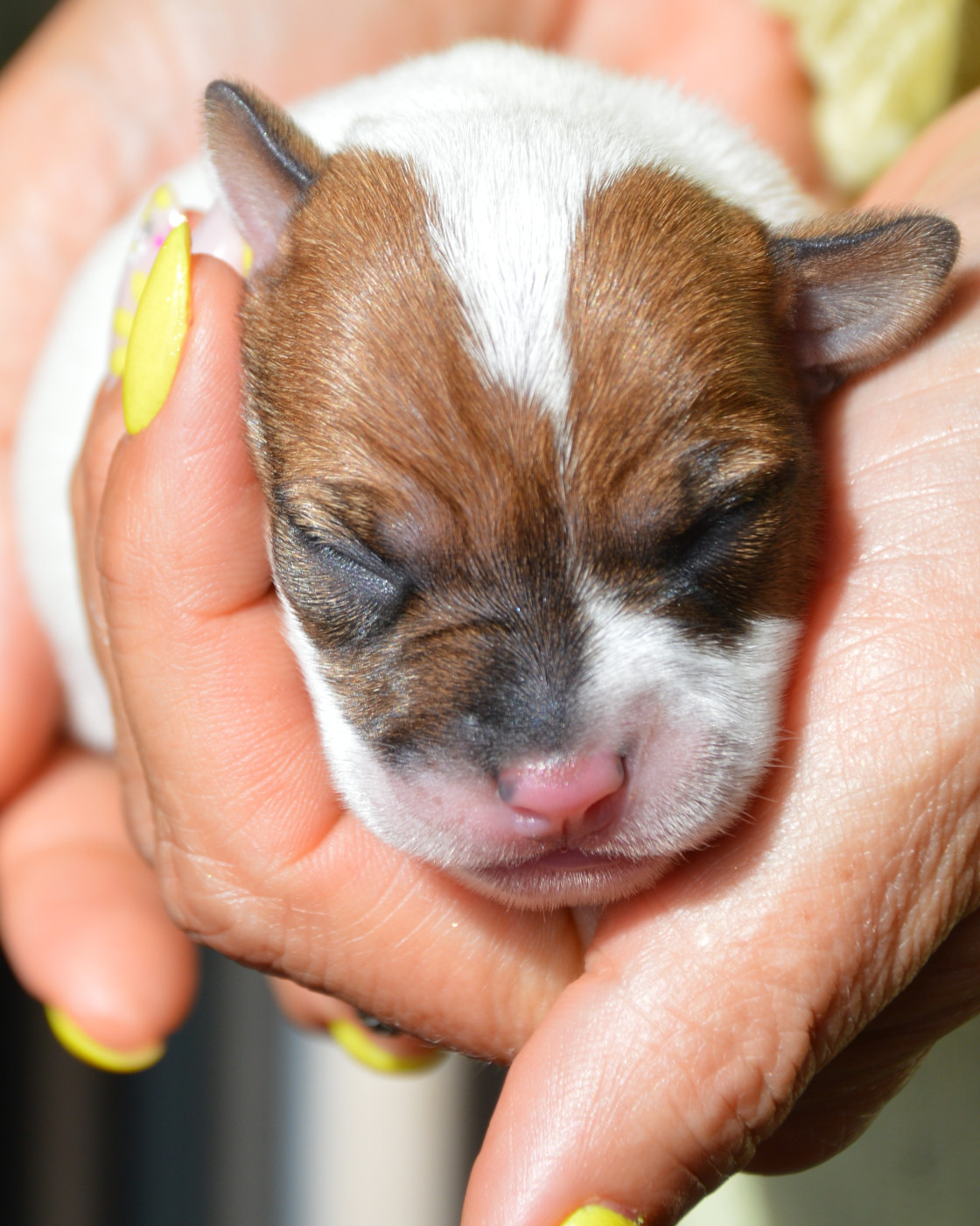 Des Terriers Du Large - Chiots disponibles - Jack Russell Terrier