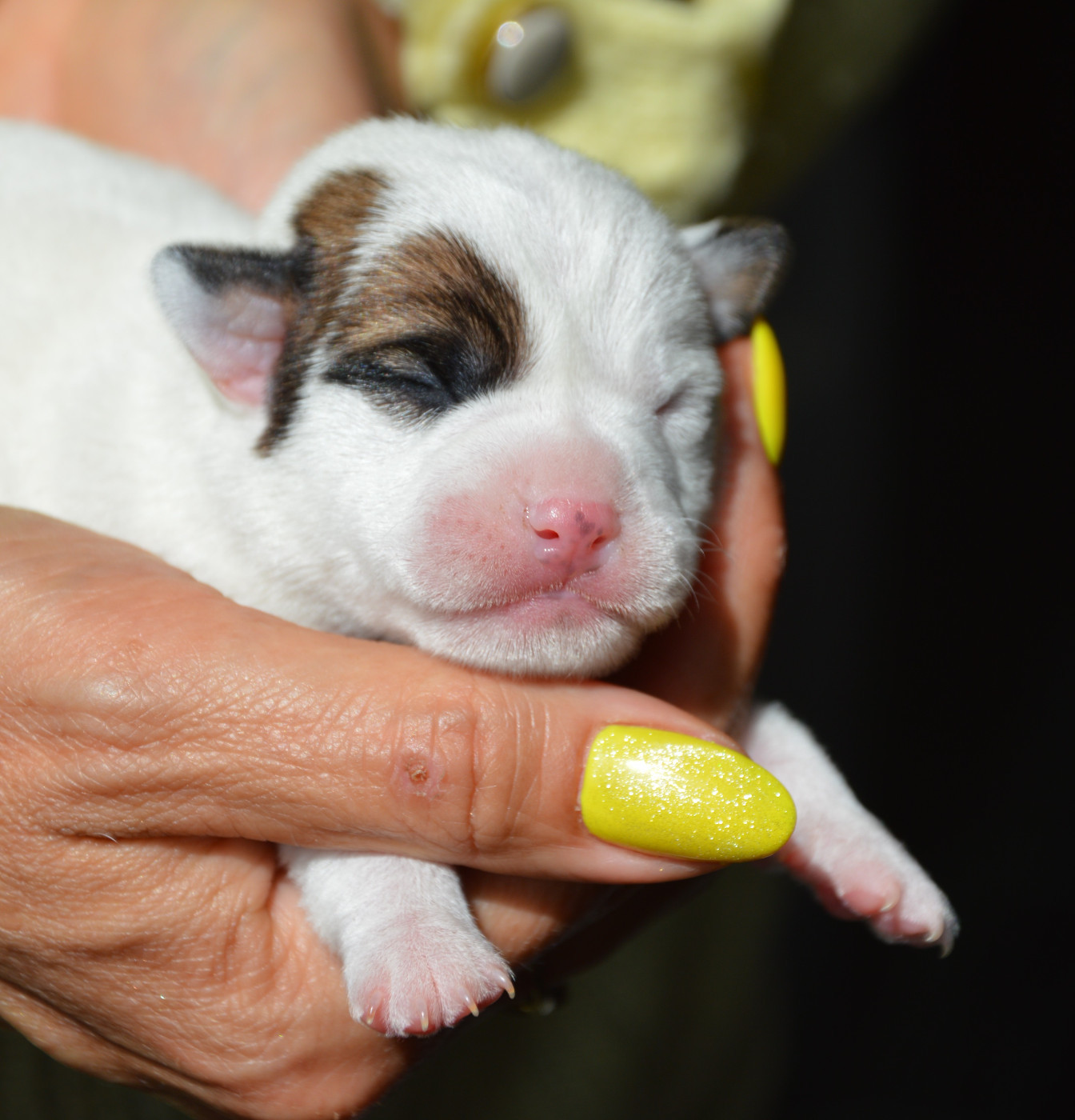 Des Terriers Du Large - Chiots disponibles - Jack Russell Terrier