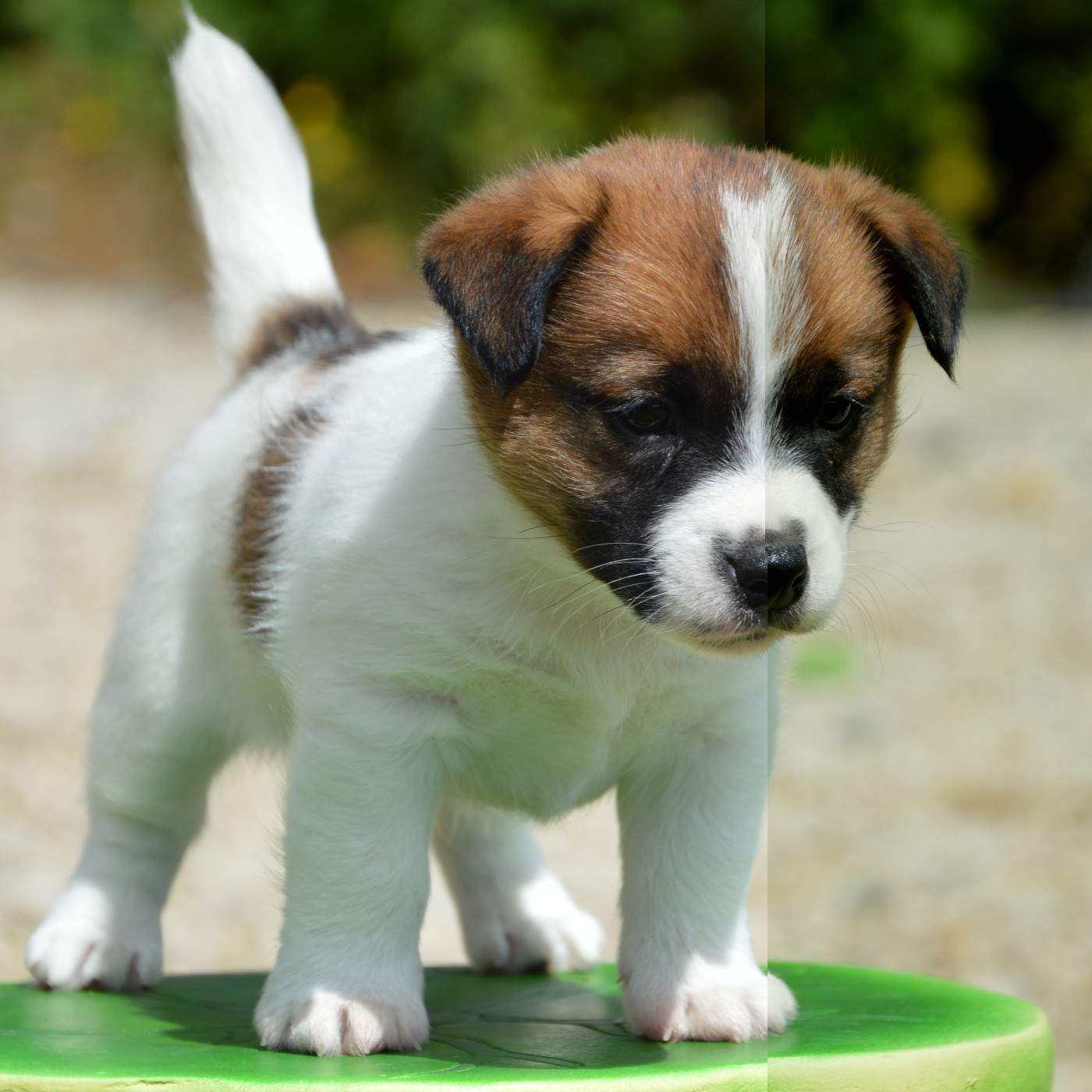 Des Terriers Du Large - Chiots disponibles - Jack Russell Terrier