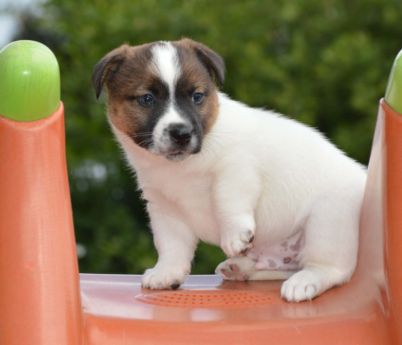 Des Terriers Du Large - Chiots disponibles - Jack Russell Terrier