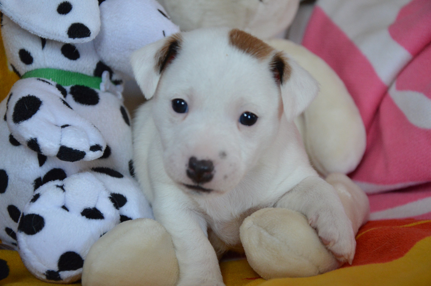 Des Terriers Du Large - Chiots disponibles - Jack Russell Terrier