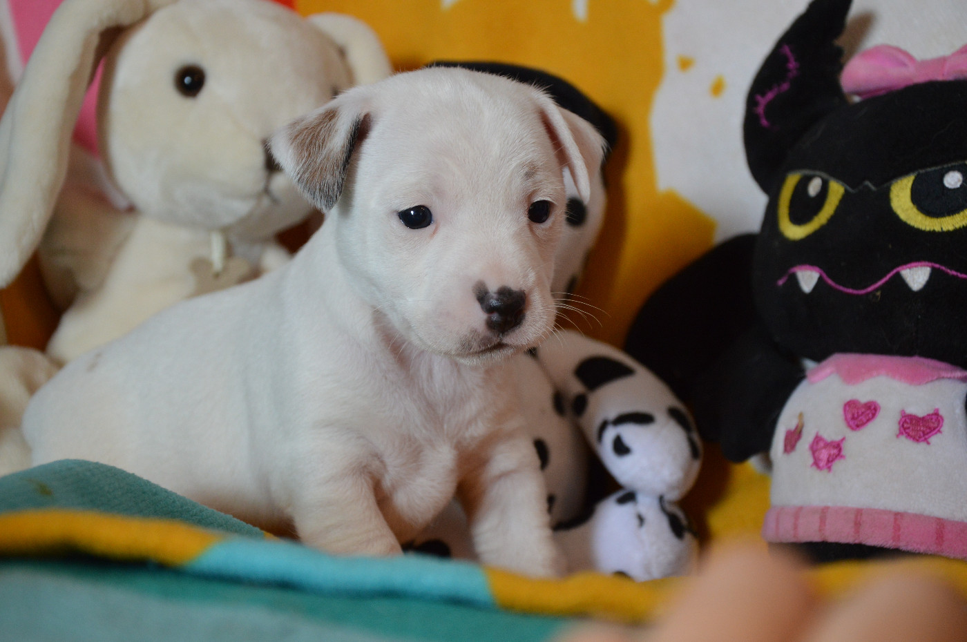 Des Terriers Du Large - Chiots disponibles - Jack Russell Terrier