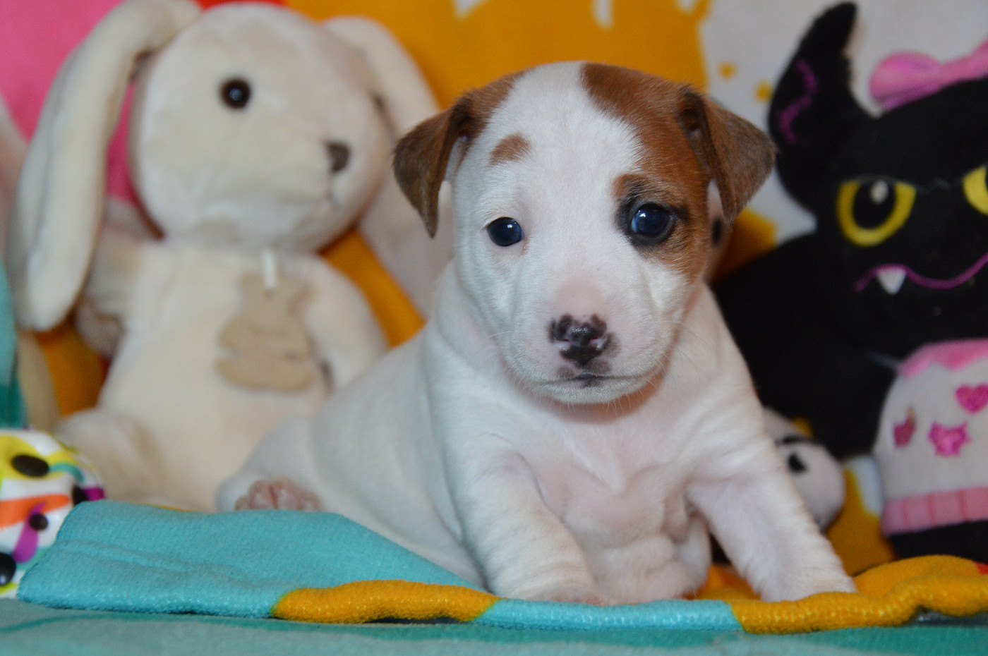 Des Terriers Du Large - Chiots disponibles - Jack Russell Terrier