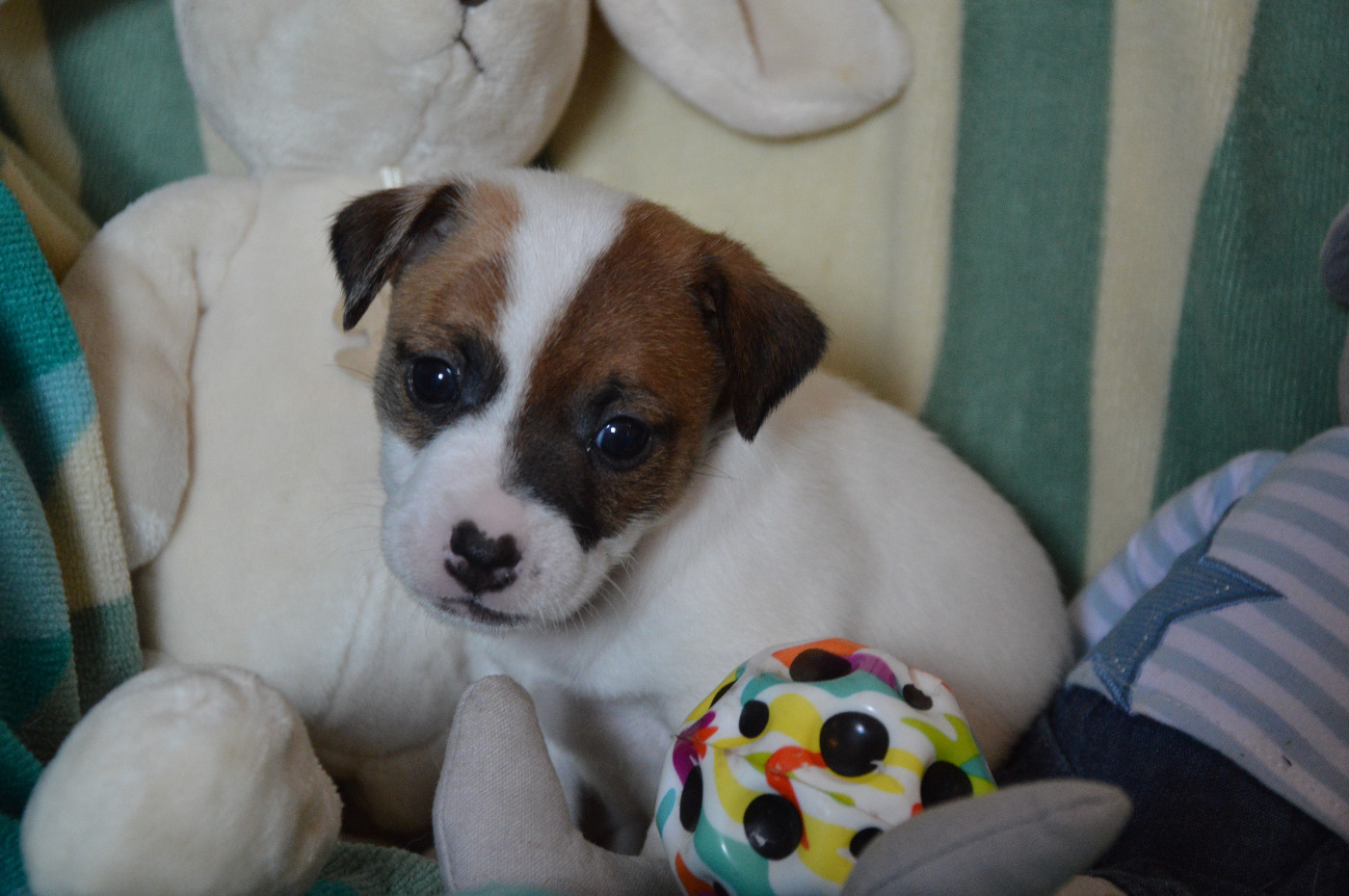 Des Terriers Du Large - Chiots disponibles - Jack Russell Terrier