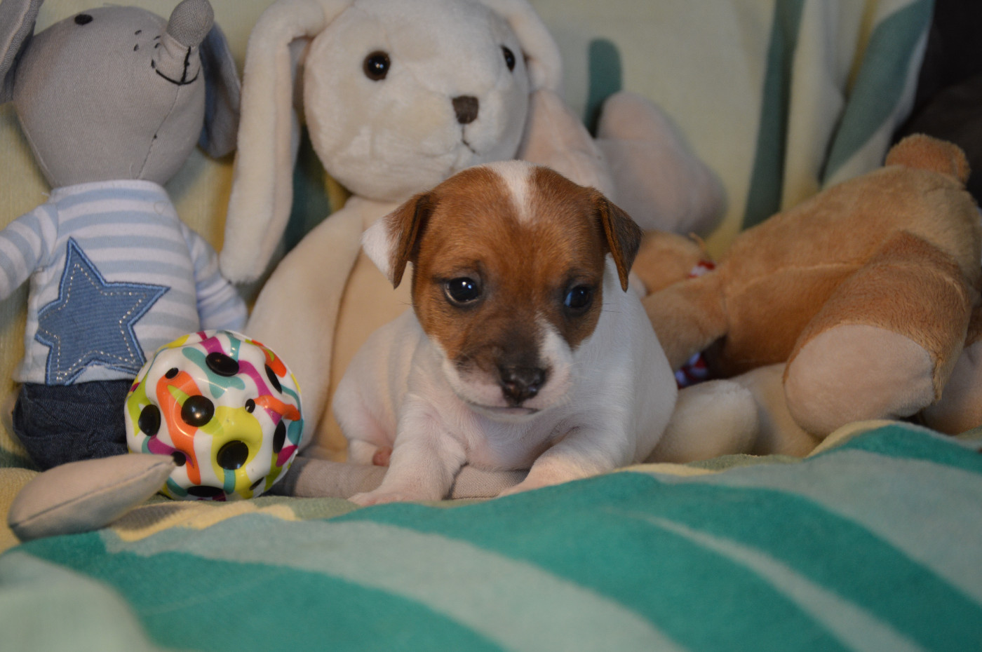 Des Terriers Du Large - Chiots disponibles - Jack Russell Terrier