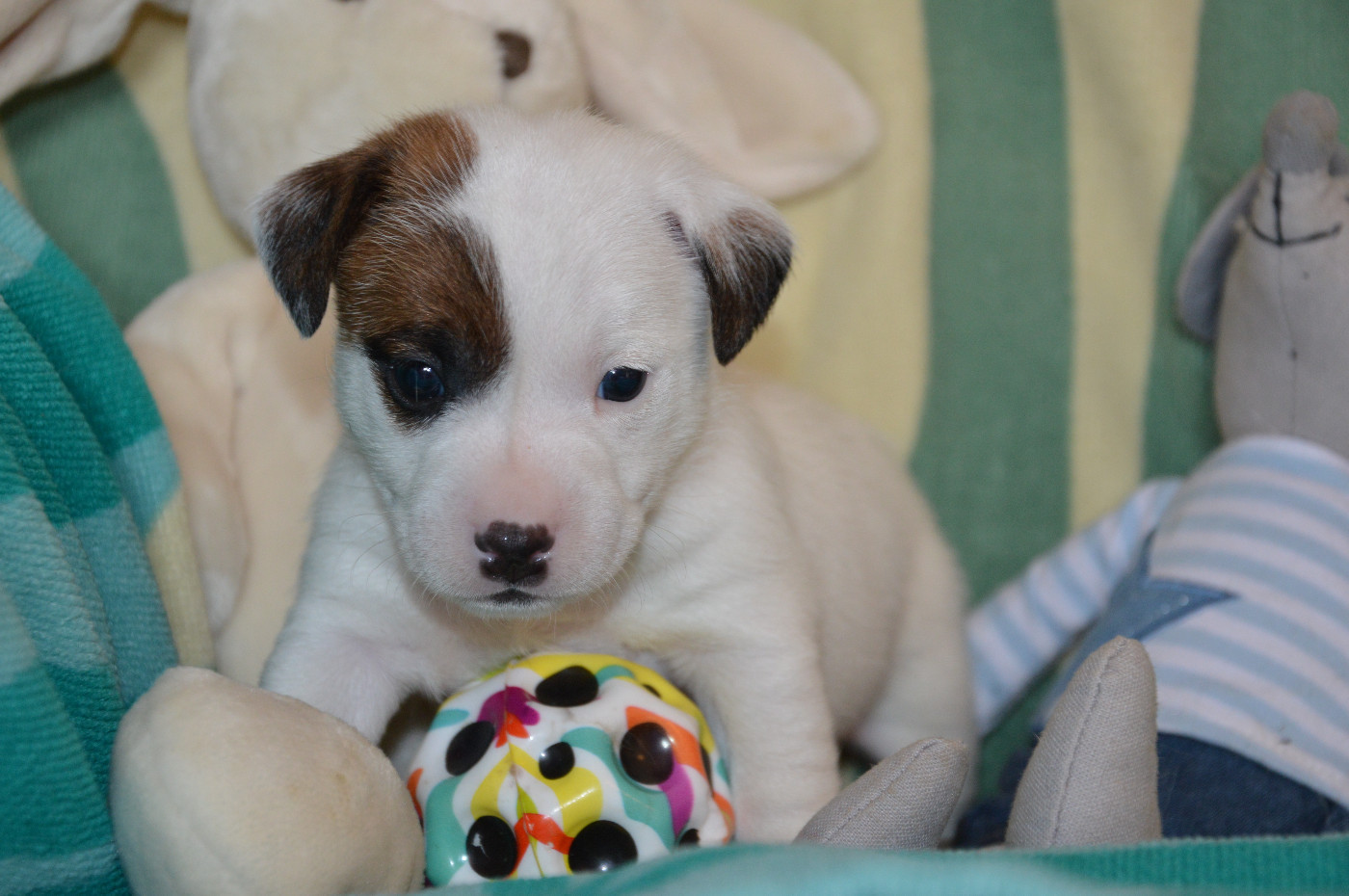 Des Terriers Du Large - Chiots disponibles - Jack Russell Terrier