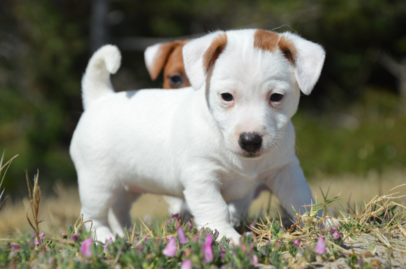 Des Terriers Du Large - Chiots disponibles - Jack Russell Terrier