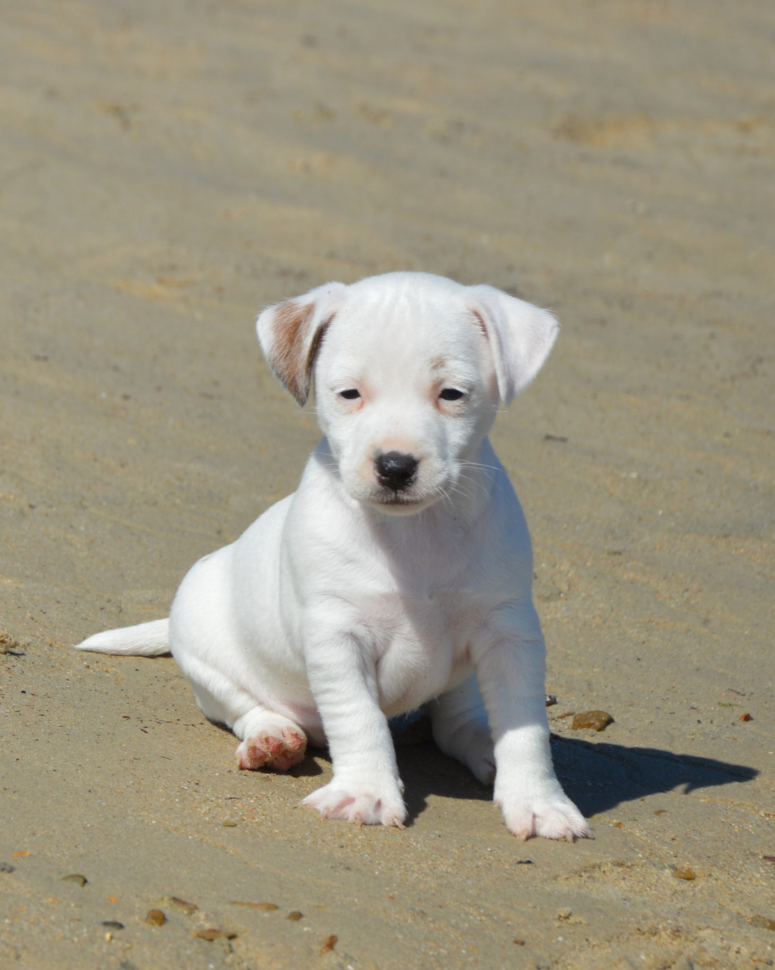 Des Terriers Du Large - Chiots disponibles - Jack Russell Terrier