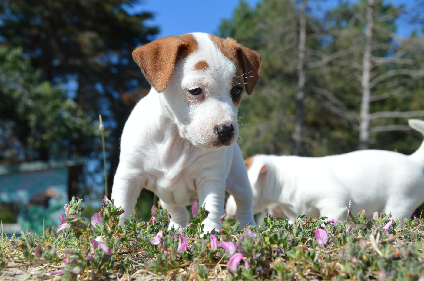 Des Terriers Du Large - Chiots disponibles - Jack Russell Terrier
