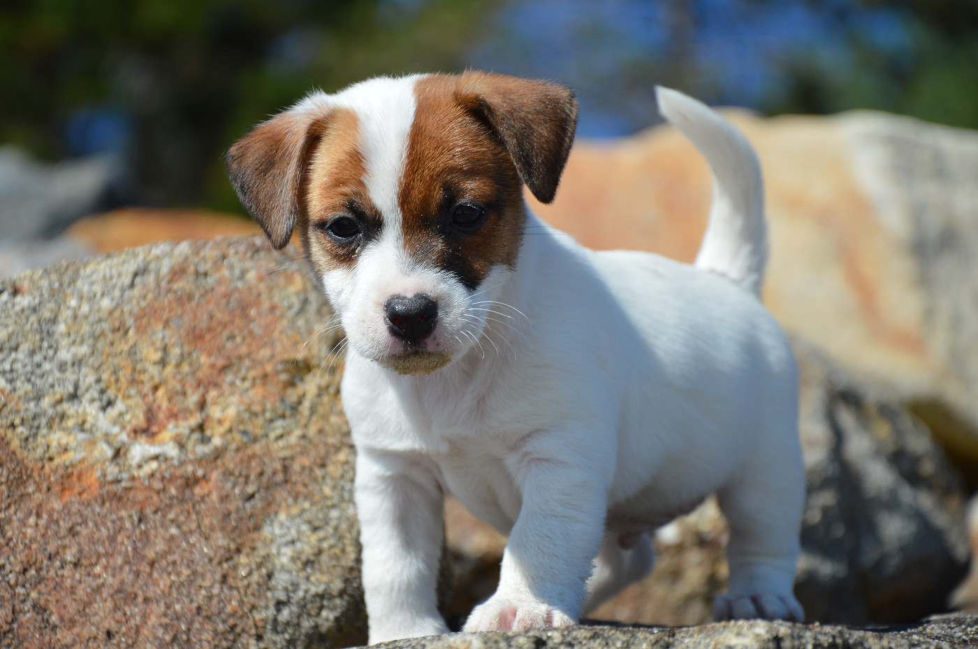 Des Terriers Du Large - Chiots disponibles - Jack Russell Terrier
