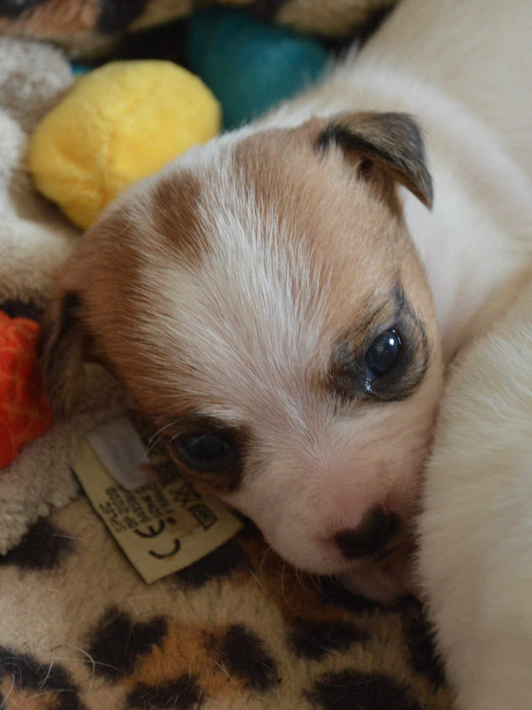 Des Terriers Du Large - Chiots disponibles - Jack Russell Terrier