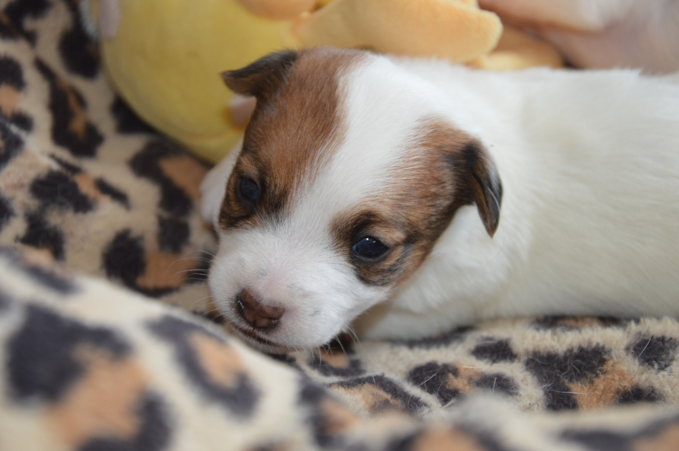 Des Terriers Du Large - Chiots disponibles - Jack Russell Terrier