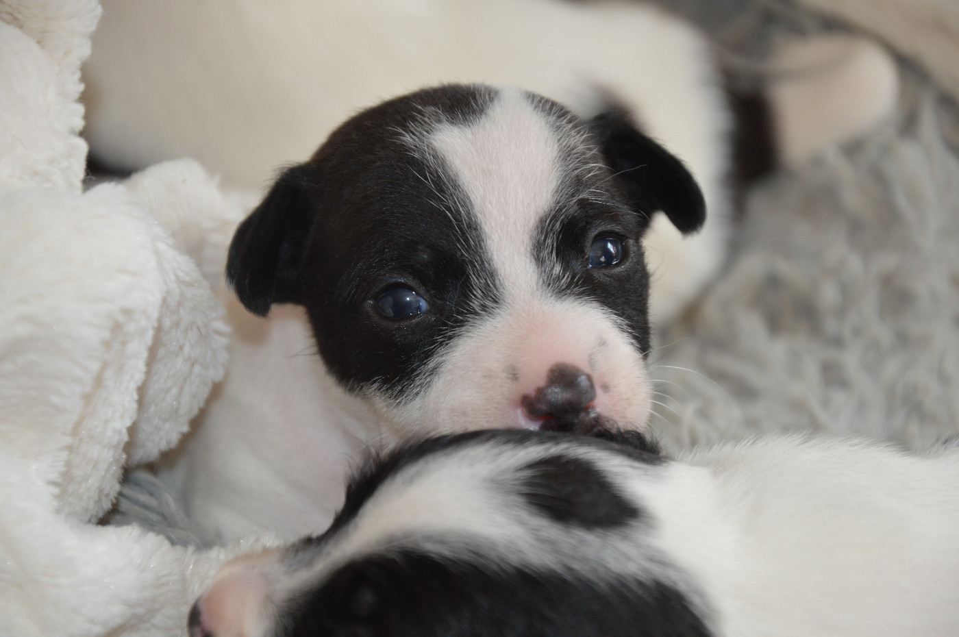 Des Terriers Du Large - Chiots disponibles - Jack Russell Terrier